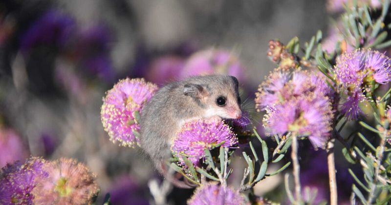 Pygmy Possum: Hibernating Honey Lovers