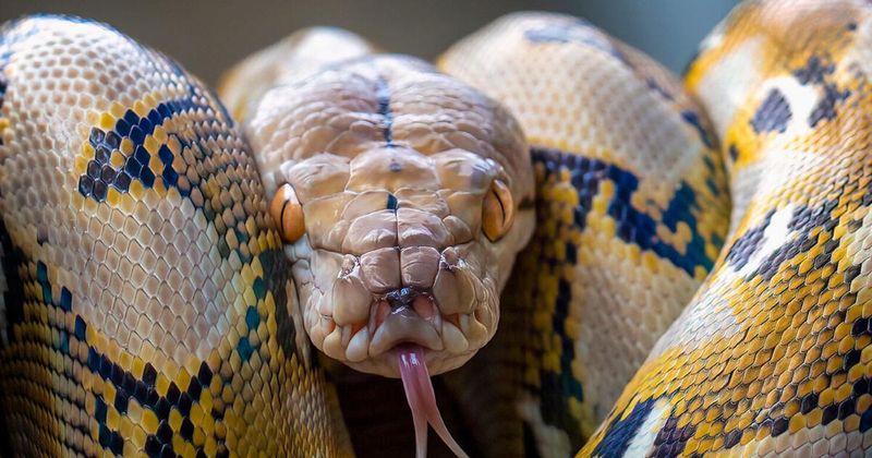 Reticulated Pythons: Giant Snakes, Gigantic Bills