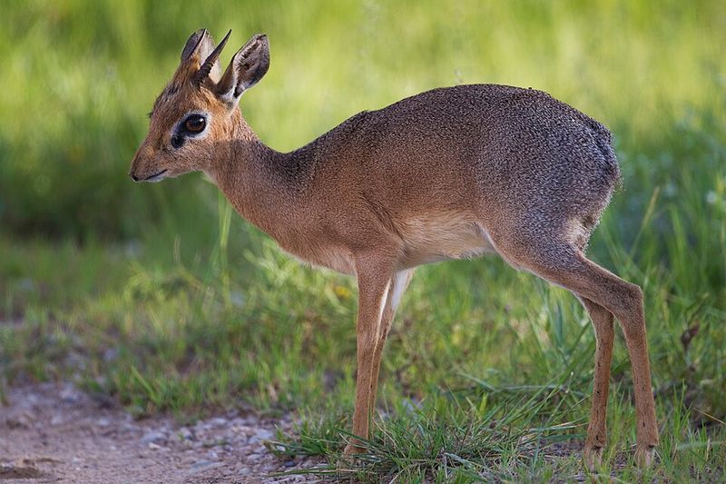 Royal Antelope: Miniature Hoofed Wonder