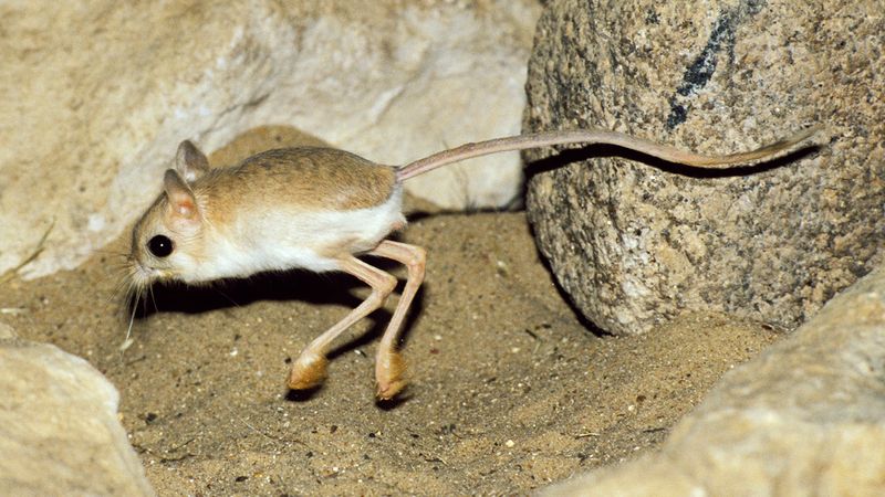 Pygmy Jerboa: Desert-Dwelling Bouncer