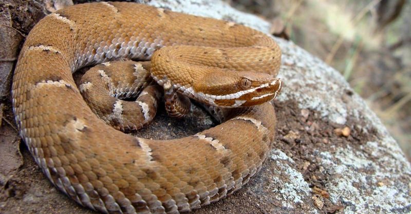 Ridge-nosed Rattlers: Mountain Mysteries