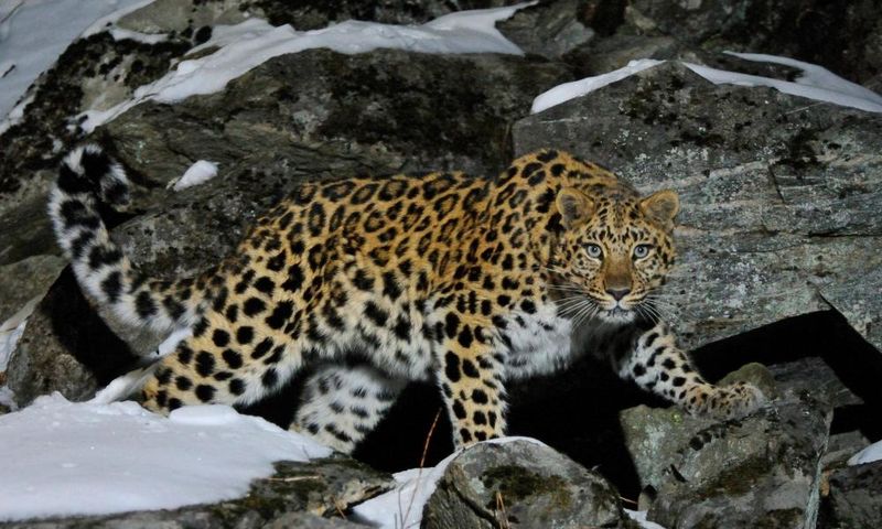 Amur Leopard - Siberia's Phantom Cat