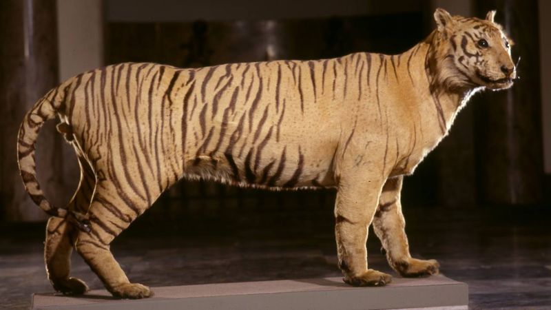 Javan Tiger