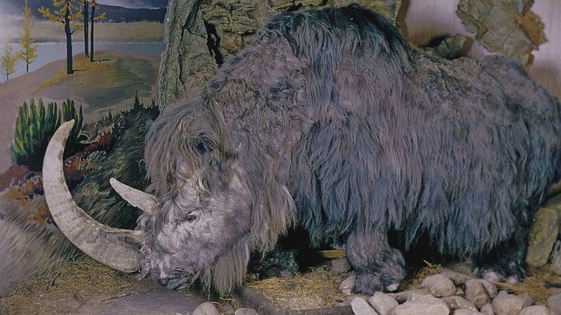 Woolly Rhinoceros: Armored Ice Age Tank