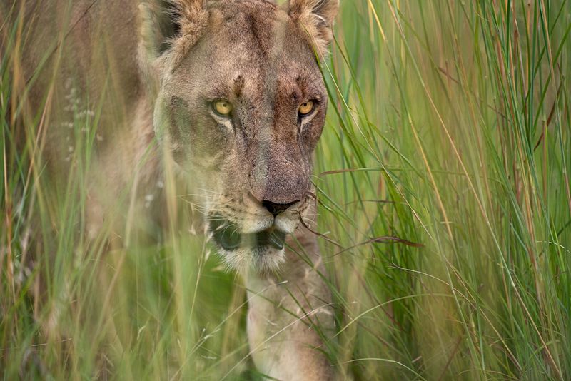 Lions