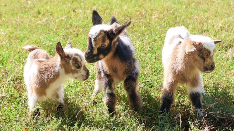 Gentle Giants: Nigerian Dwarf Goats