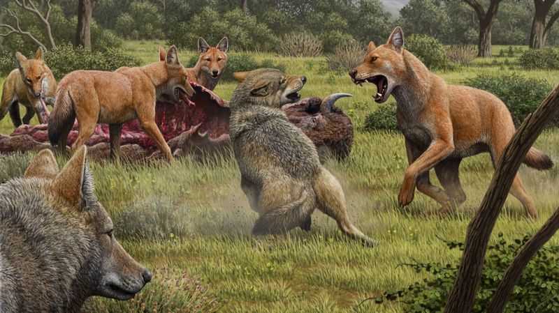 Dire Wolves: More Than Fantasy