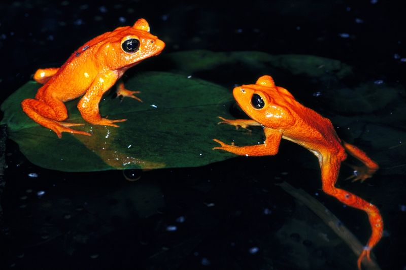 Golden Toad: Vanished In A Flash