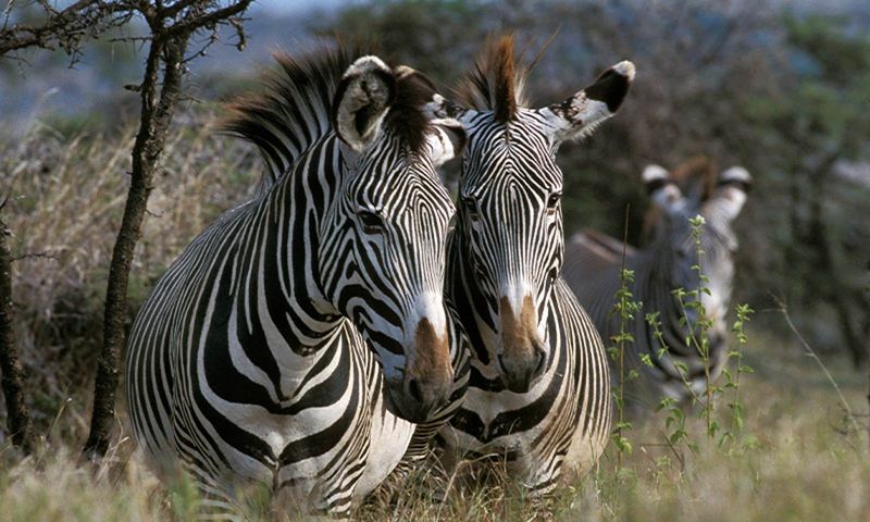 Technology Tracking Zebra Movements