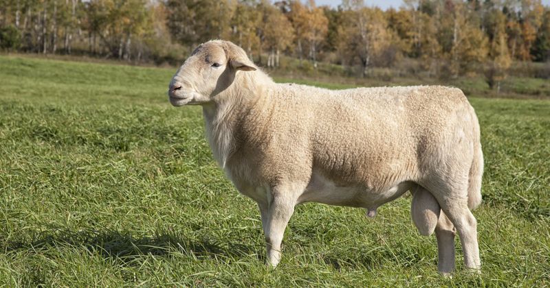 Sheep