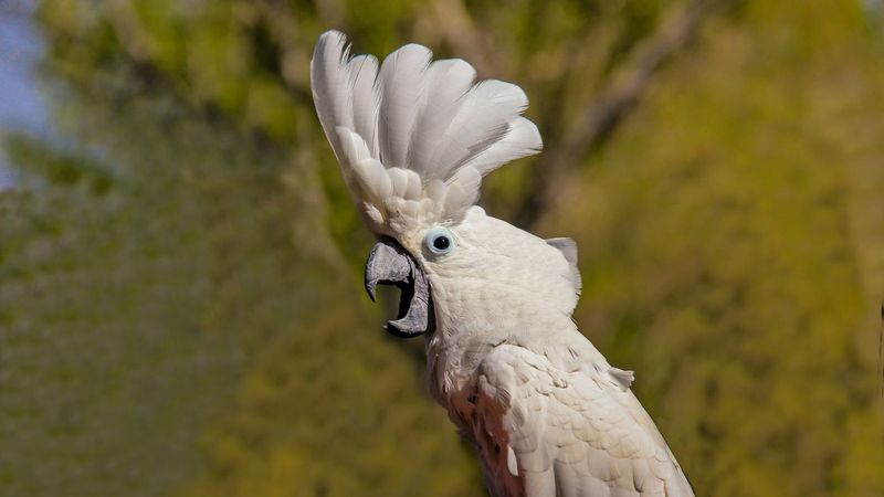 Cockatoos – Emotional Vocal Performers