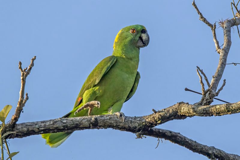Amazon Parrots (Yellow-naped Amazon)