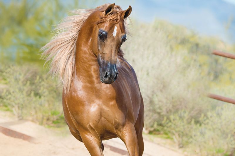 Arabian: Desert-Born Speedster