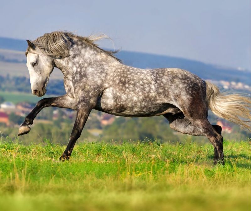 Andalusian: The Soulful Spaniard