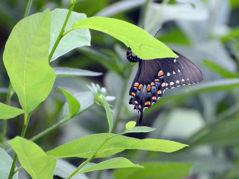 Spicebush
