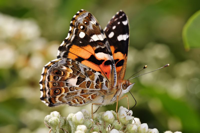 Painted Lady Butterfly: A Distant Relative Of The Monarch