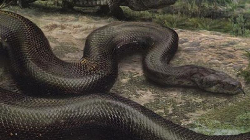 Titanoboa