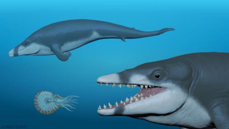 Basilosaurus: The Sea Serpent That Was Actually A Whale