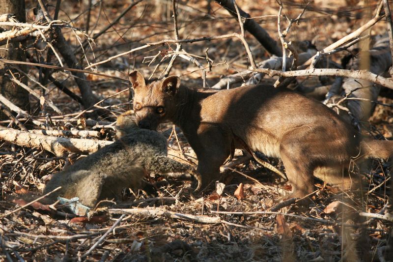 Cooperative Hunting