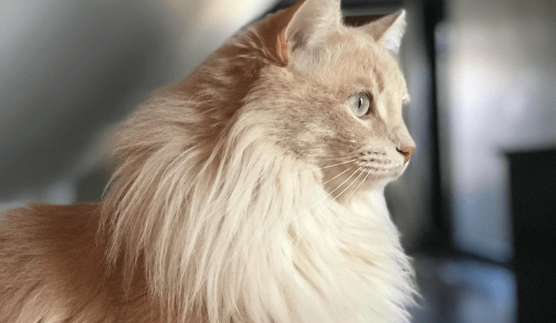 Gentle Cream Fluffballs