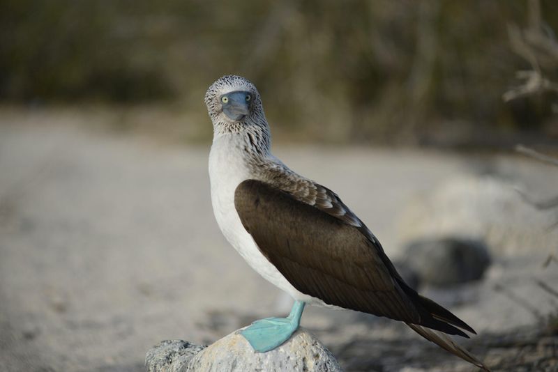 Blue-Footed Booby (Galápagos Islands)
