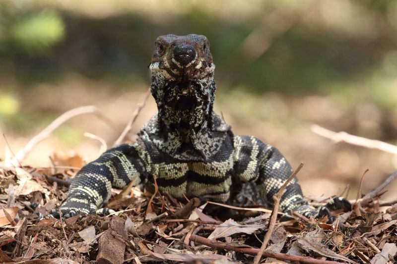 Australian Lace Monitors – Reptilian Scavengers With An Appetite For Invasives