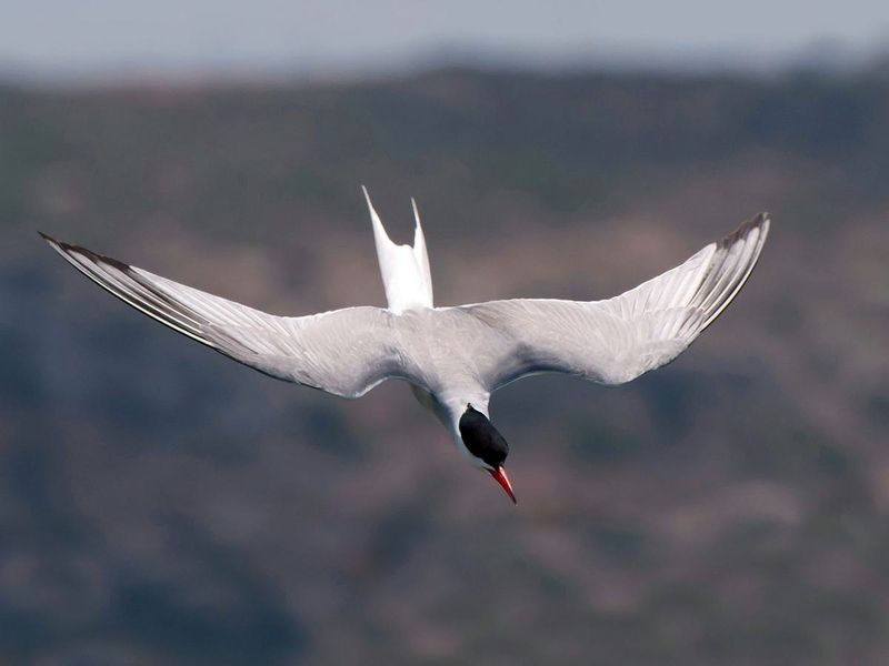 Wing Anatomy Designed For Sleep-Flying