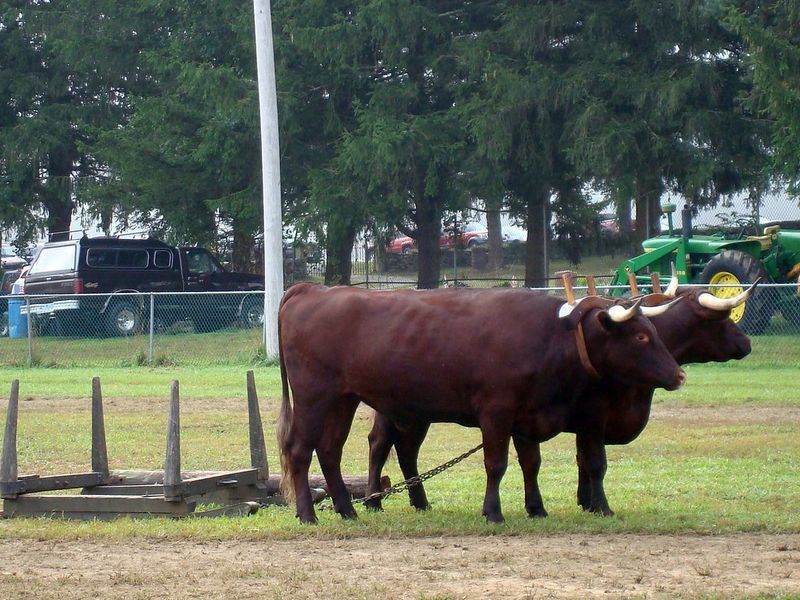 Oxen: Ancient Partnerships Built On Trust