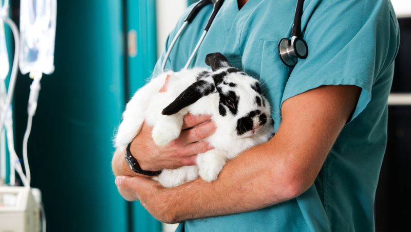 Rabbits Need Specialized Veterinary Care