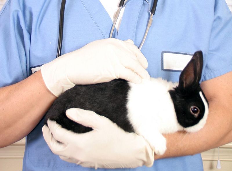 Spaying/Neutering Is Essential