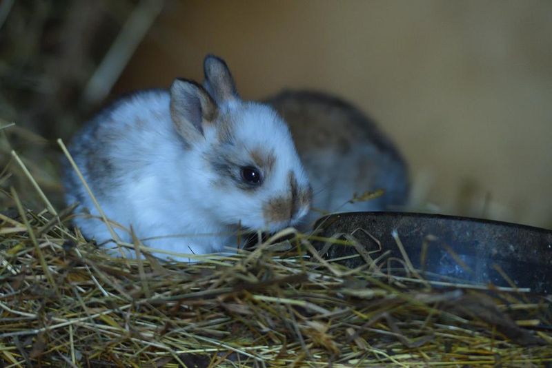 Hay Makes Up 80% Of Their Diet