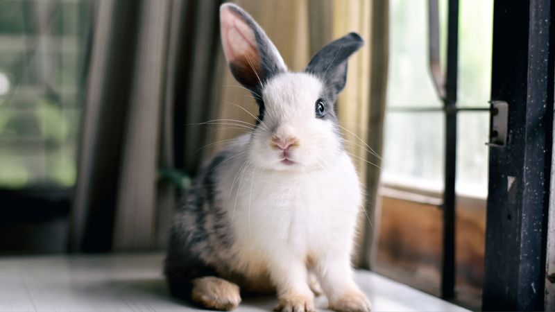 Bunny-Proofing Is Non-Negotiable