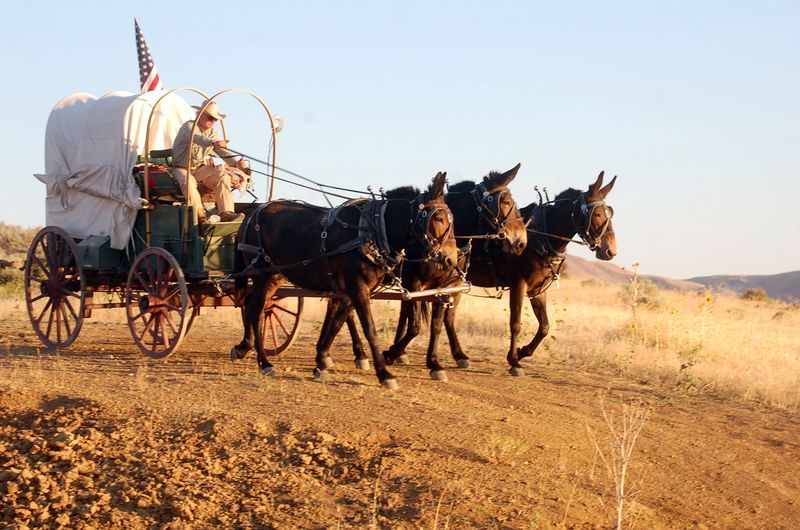 Mules: The Frontier's Four-Legged Problem Solvers