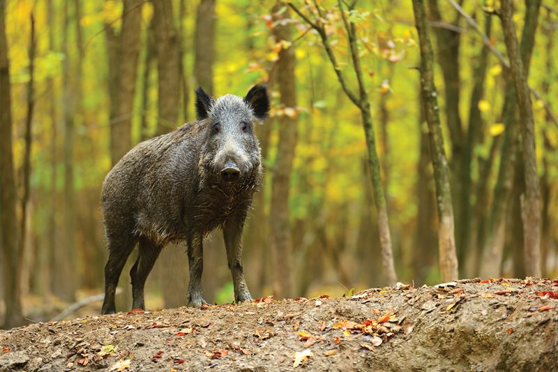 Feral Hog Encounter In Texas