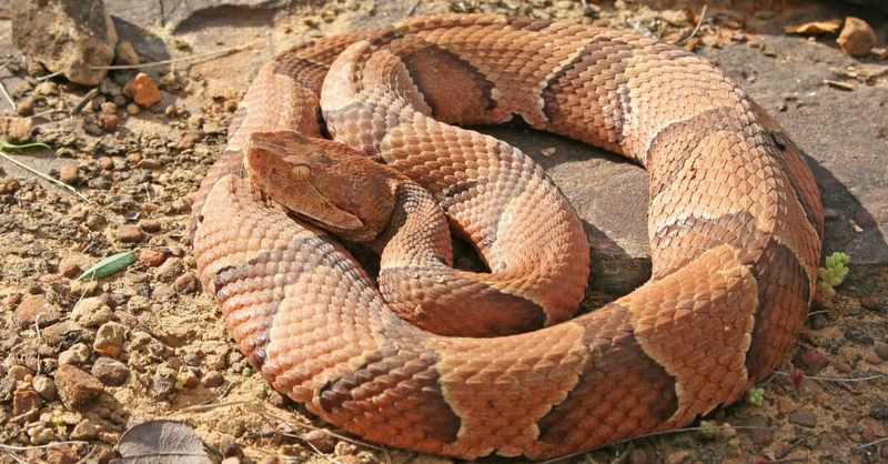 Venomous Copperhead Snake In Tennessee Garden