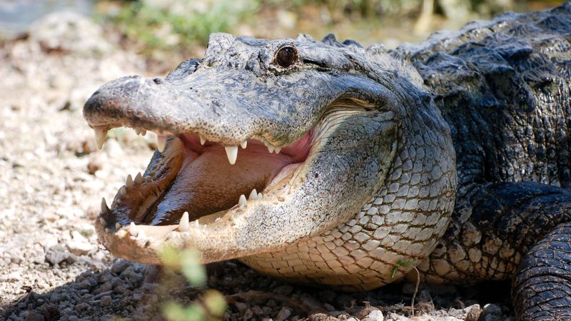 Alligators