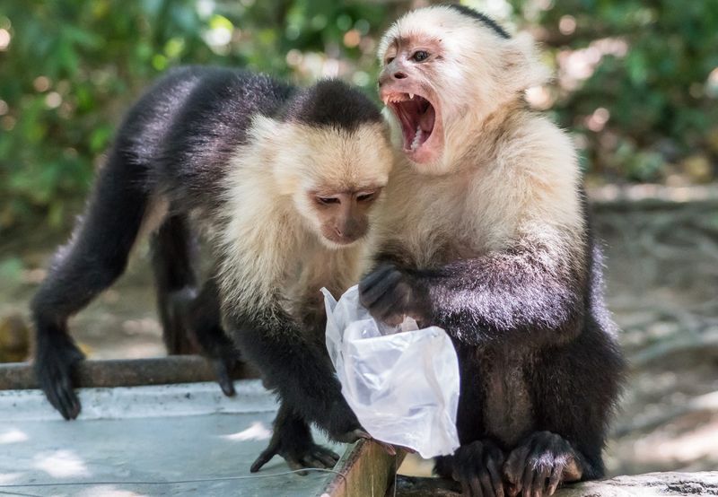 Monkeys: Intelligence That Turns Problematic