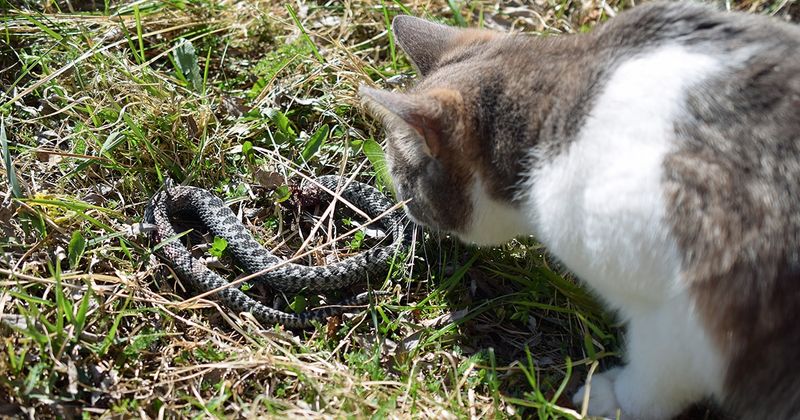 Snakes: Slithering Dangers