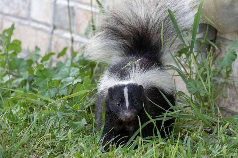 Skunks: Fragrant Friends With Special Needs