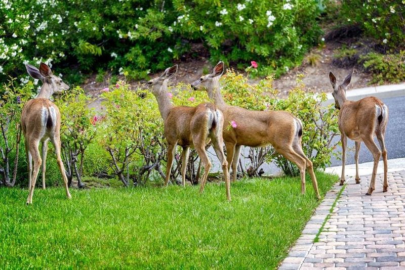 Deer Browse Overgrown Office Parks