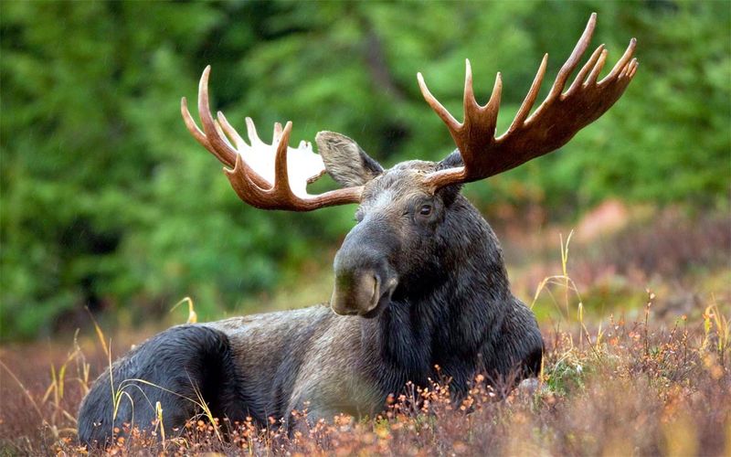 Moose: Gentle Giants Of The North
