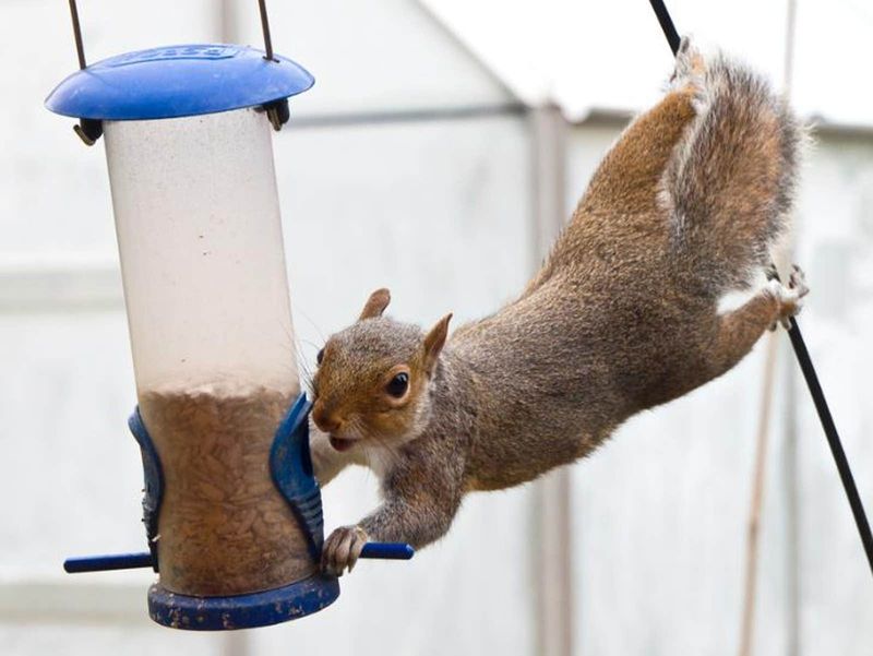 Squirrels
