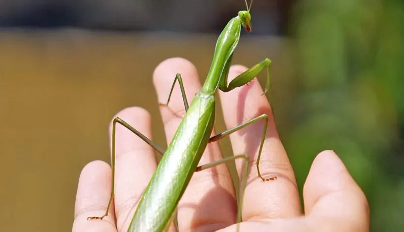 Praying Mantises