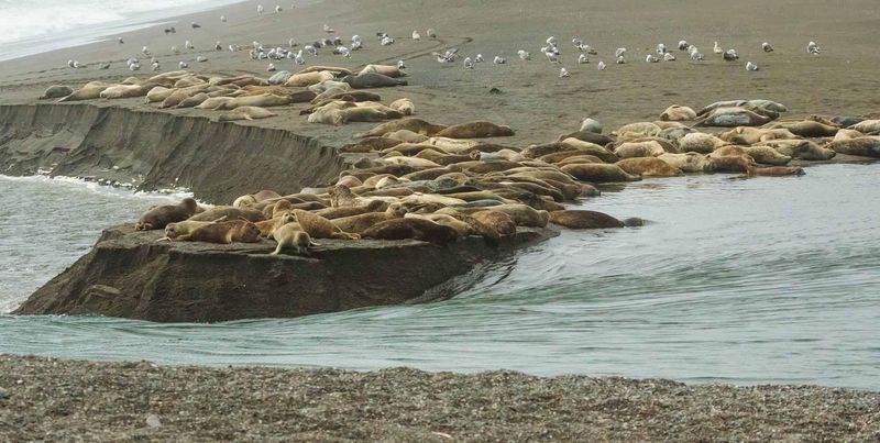 Jenner Beach, California