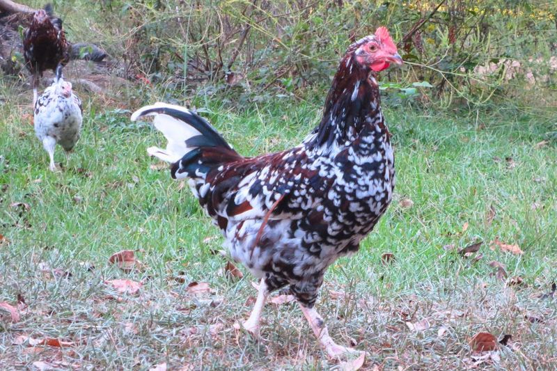 Spectacular Speckled Sussex