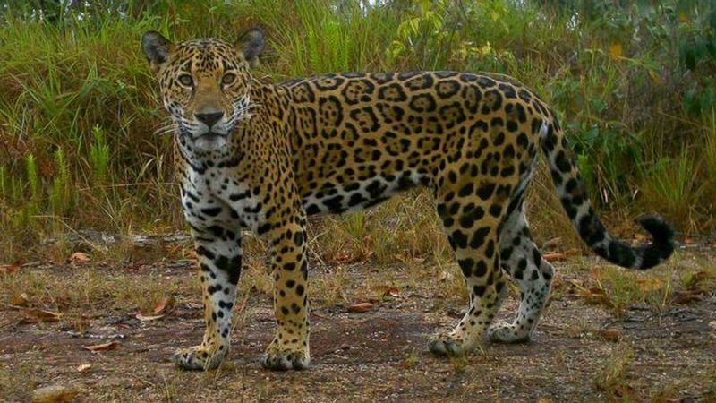 DNA Sampling From Scat