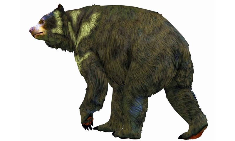Exploring The Physical Features Of The Etherican Brown Bear