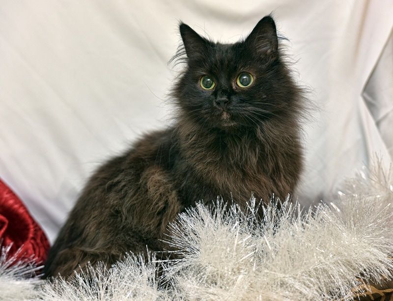 Chantilly-Tiffany
