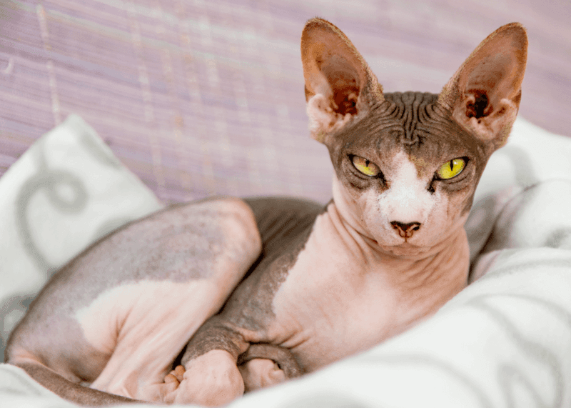 Sphynx – Pharaoh