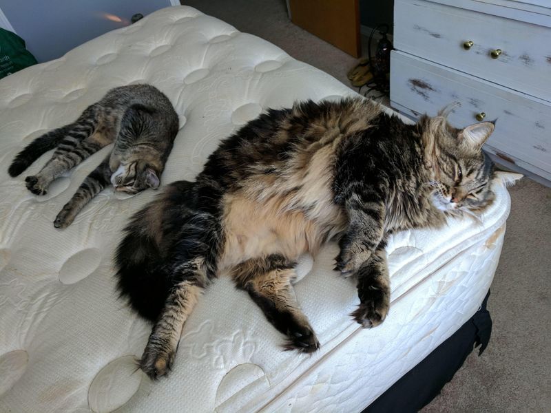 Maine Coon